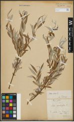 Foto von Salix alba L.